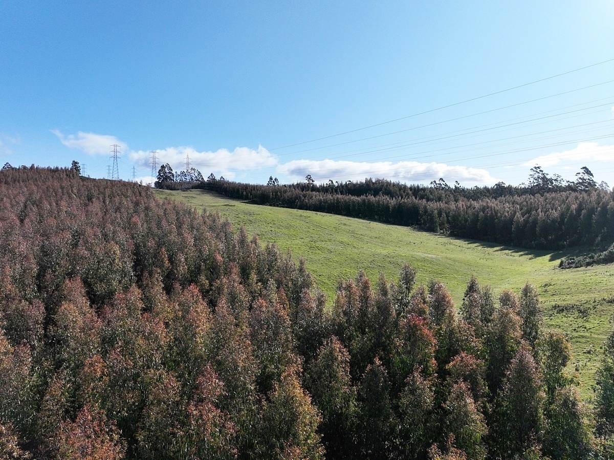 148 Holmes Road, Roland Sold by Farmbuy.com - image 5