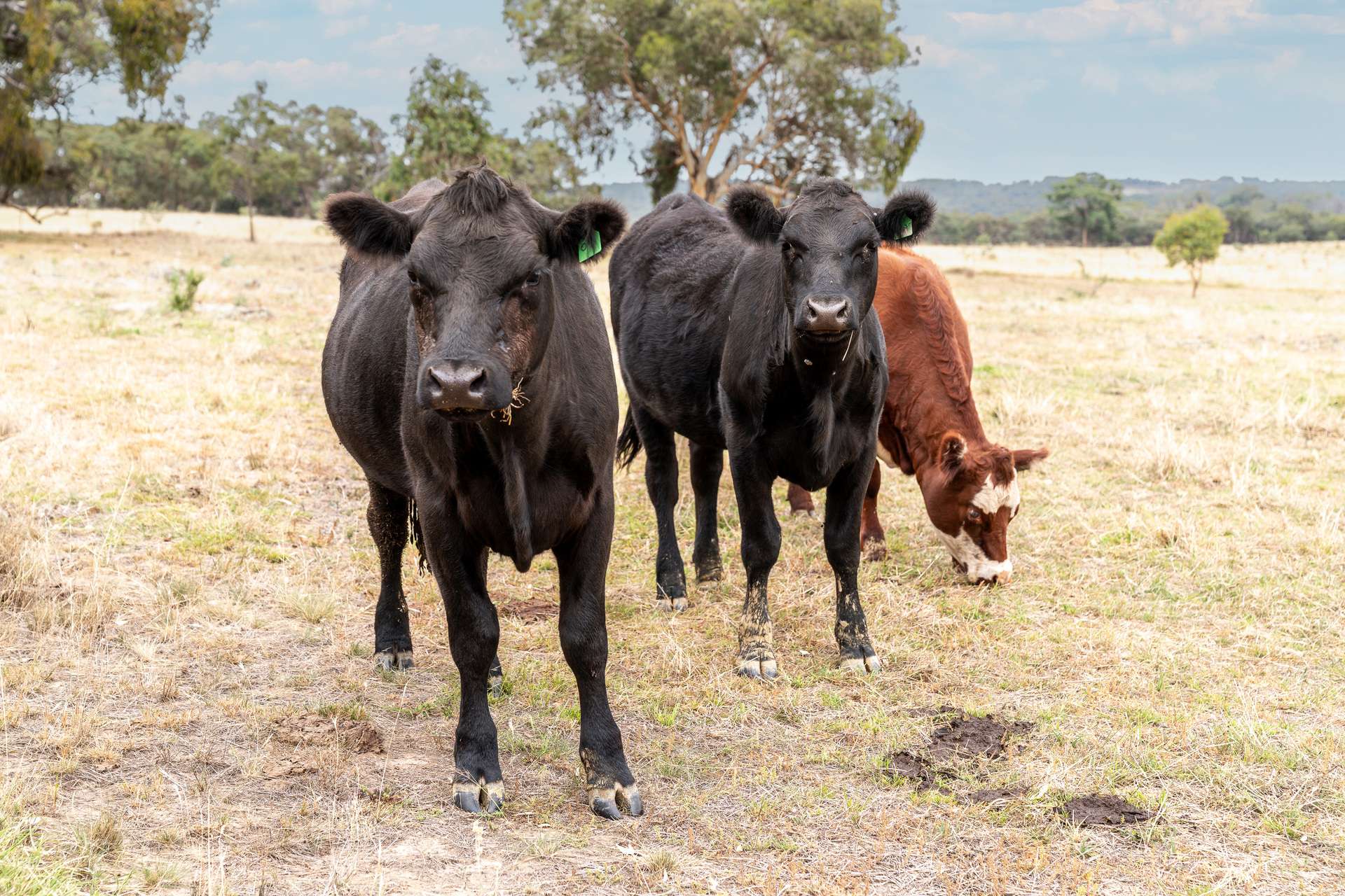 60 Beechworth Road, Mudgee For Sale by Farmbuy.com - image 19