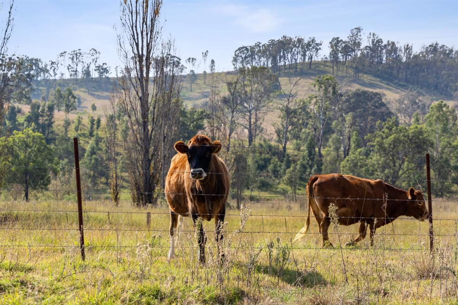 474 Neringla Road, Neringla, Araluen For Sale by Farmbuy.com - image 27