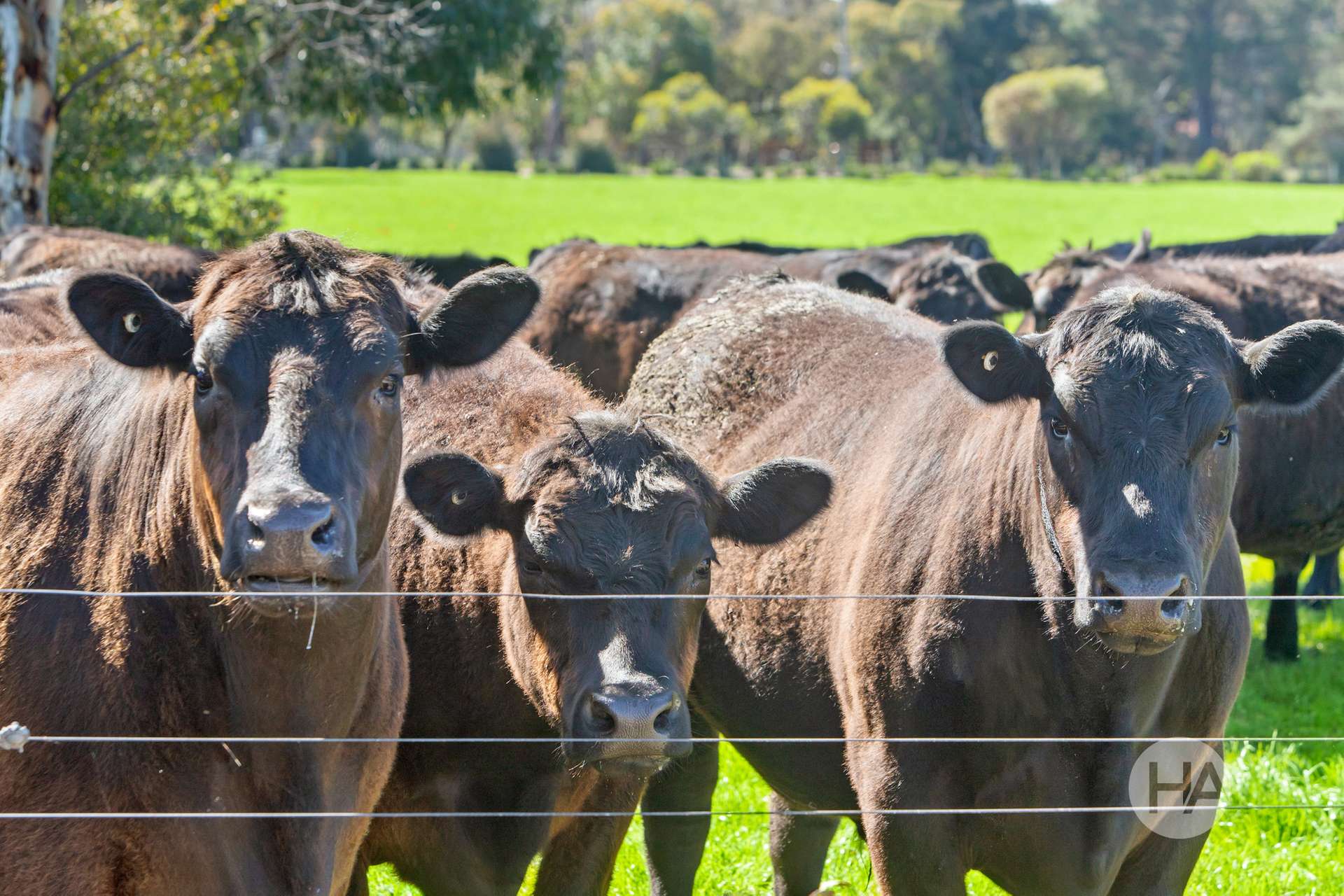 155 Stumpy Gully Road, Balnarring For Sale by Farmbuy.com - image 13