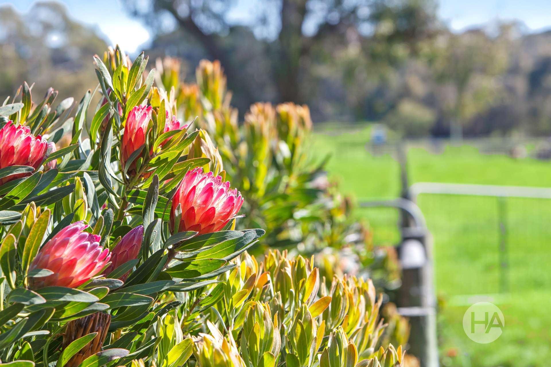 155 Stumpy Gully Road, Balnarring For Sale by Farmbuy.com - image 9