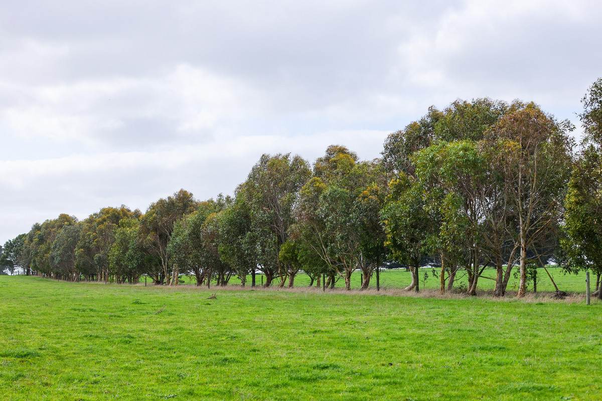 'Glen Rises' 320 Glengleeson West Road, Macarthur For Sale by Farmbuy.com - image 9