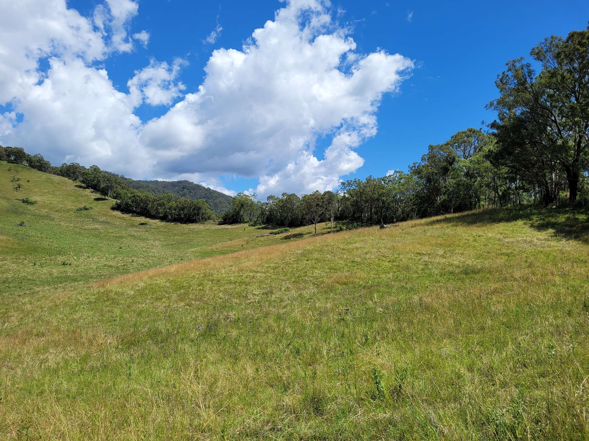 472 Neringla Road, Neringla For Sale by Farmbuy.com - image 10