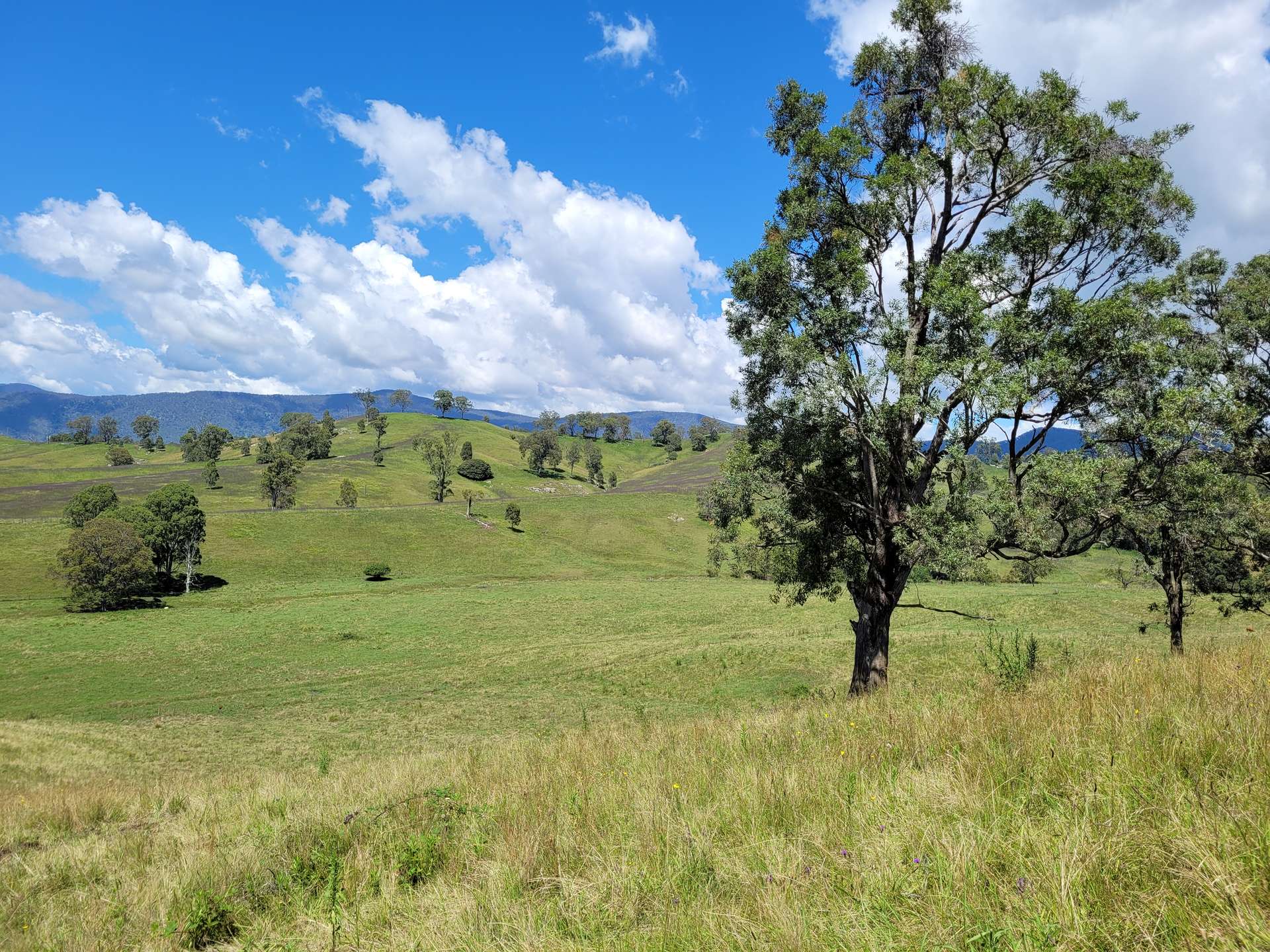 472 Neringla Road, Neringla For Sale by Farmbuy.com - image 12