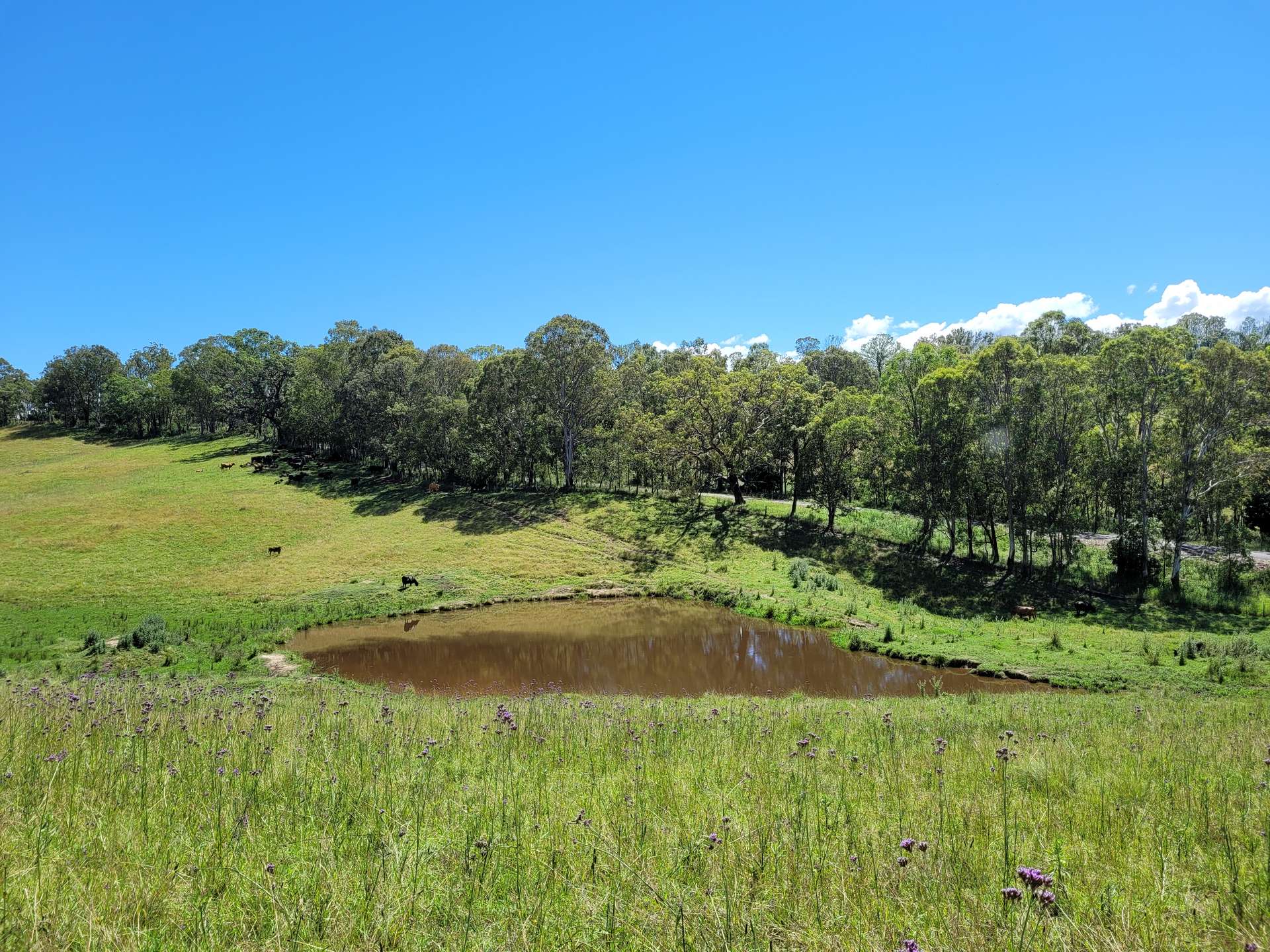 472 Neringla Road, Neringla For Sale by Farmbuy.com - image 7