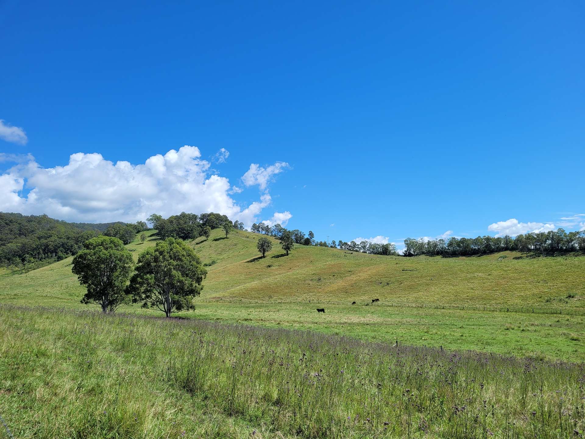472 Neringla Road, Neringla For Sale by Farmbuy.com - image 13