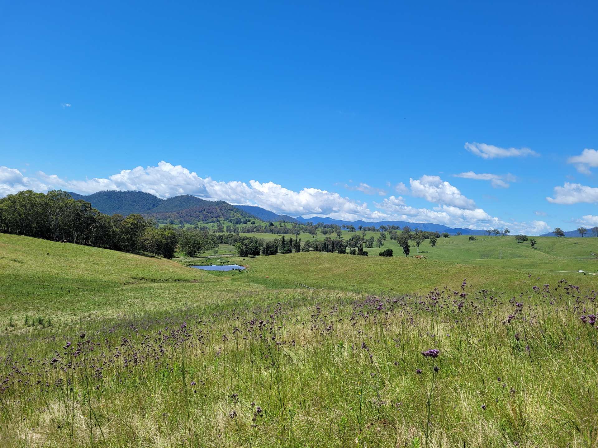 472 Neringla Road, Neringla For Sale by Farmbuy.com - image 8
