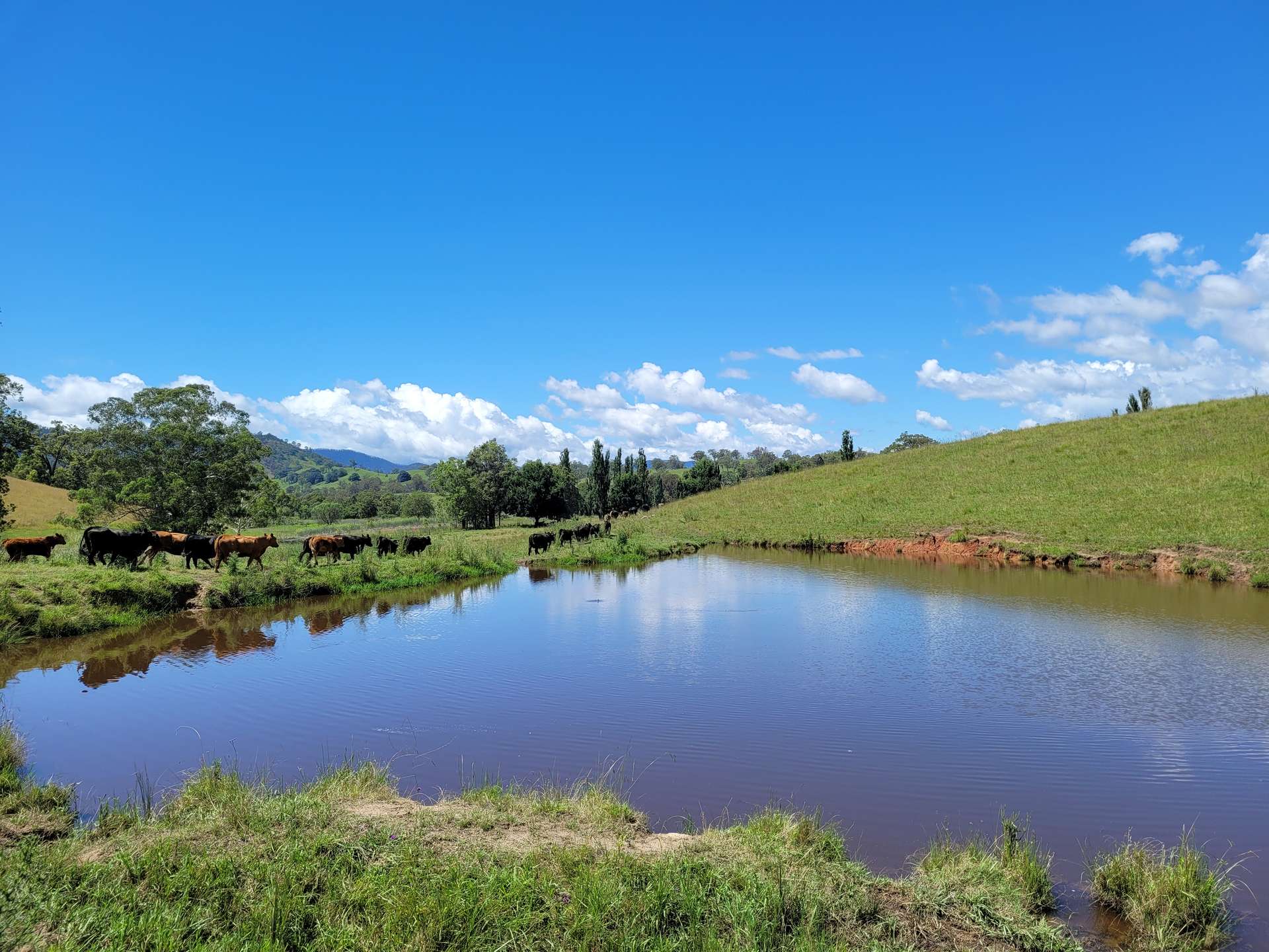 472 Neringla Road, Neringla For Sale by Farmbuy.com - image 2