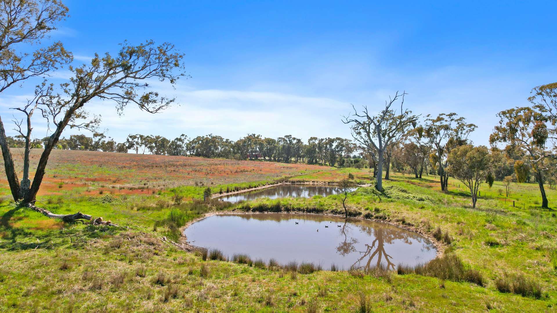 179 Bosworth Falls Road, O'Connell Sold by Farmbuy.com - image 4