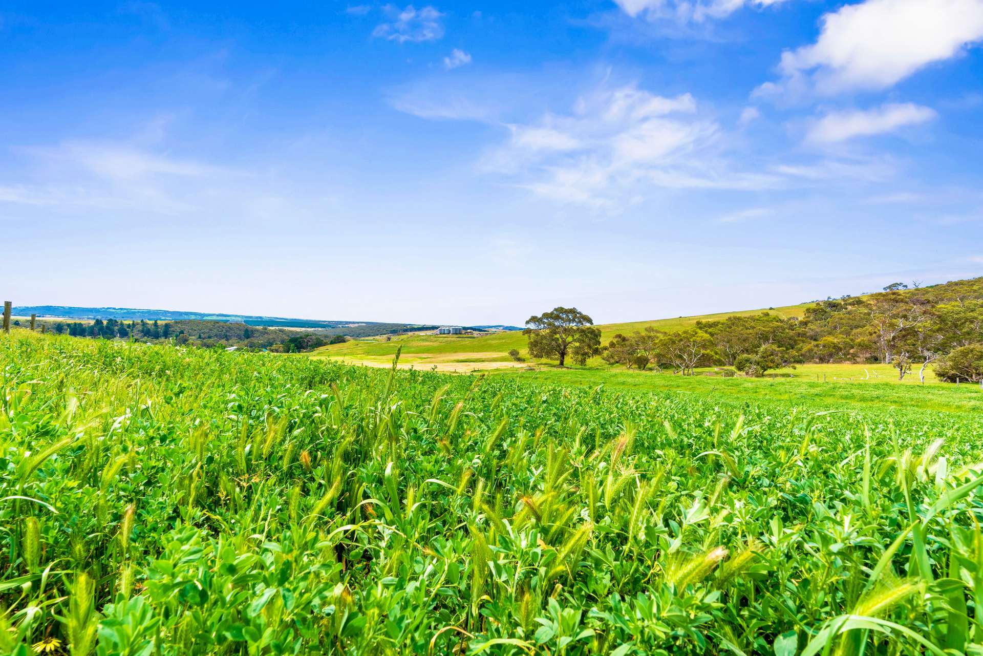 700 Cleland Gully Road, Tooperang Sold by Farmbuy.com - image 9