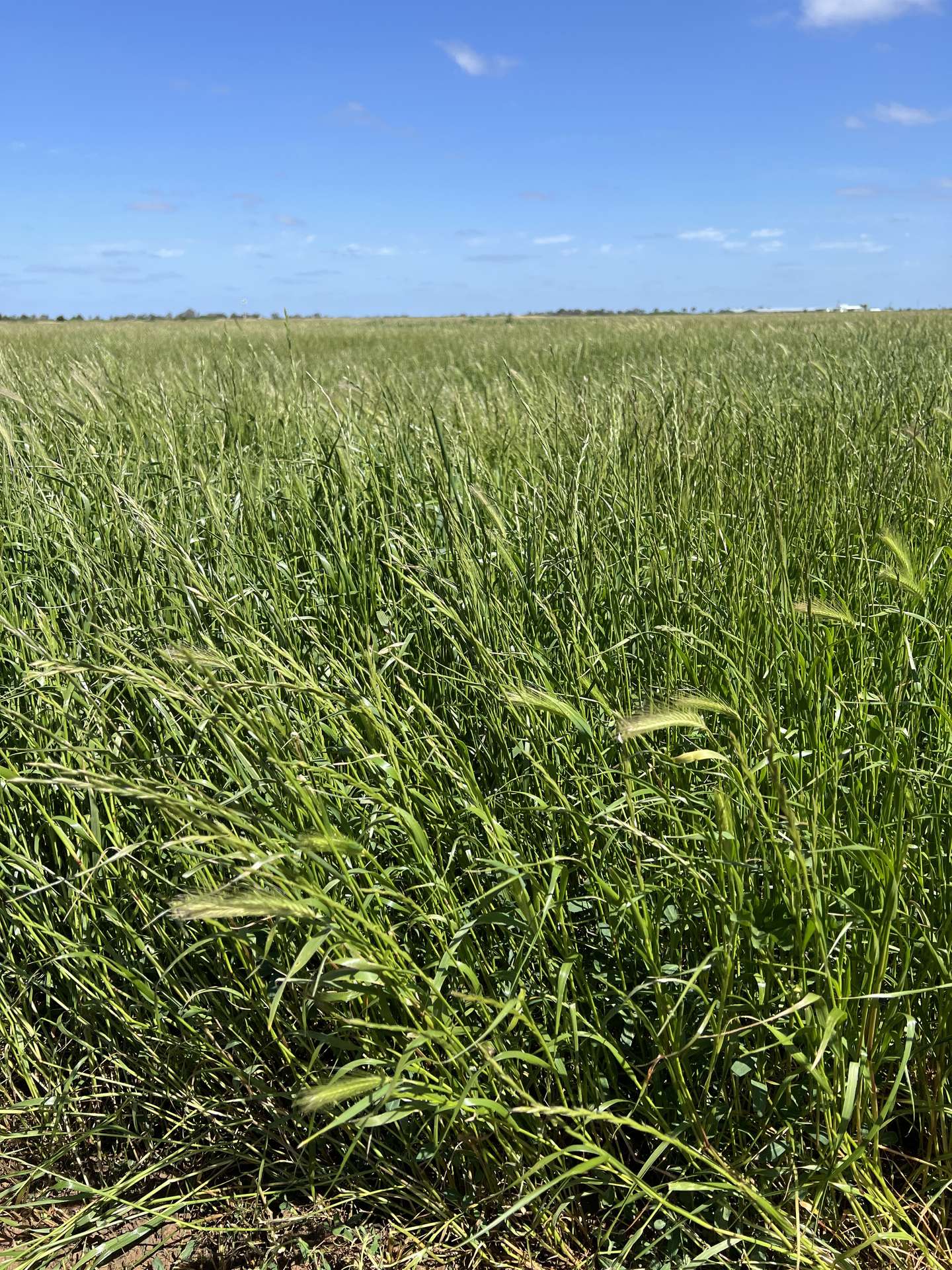8499 Murray Valley Highway, Kerang East For Sale by Farmbuy.com - image 6