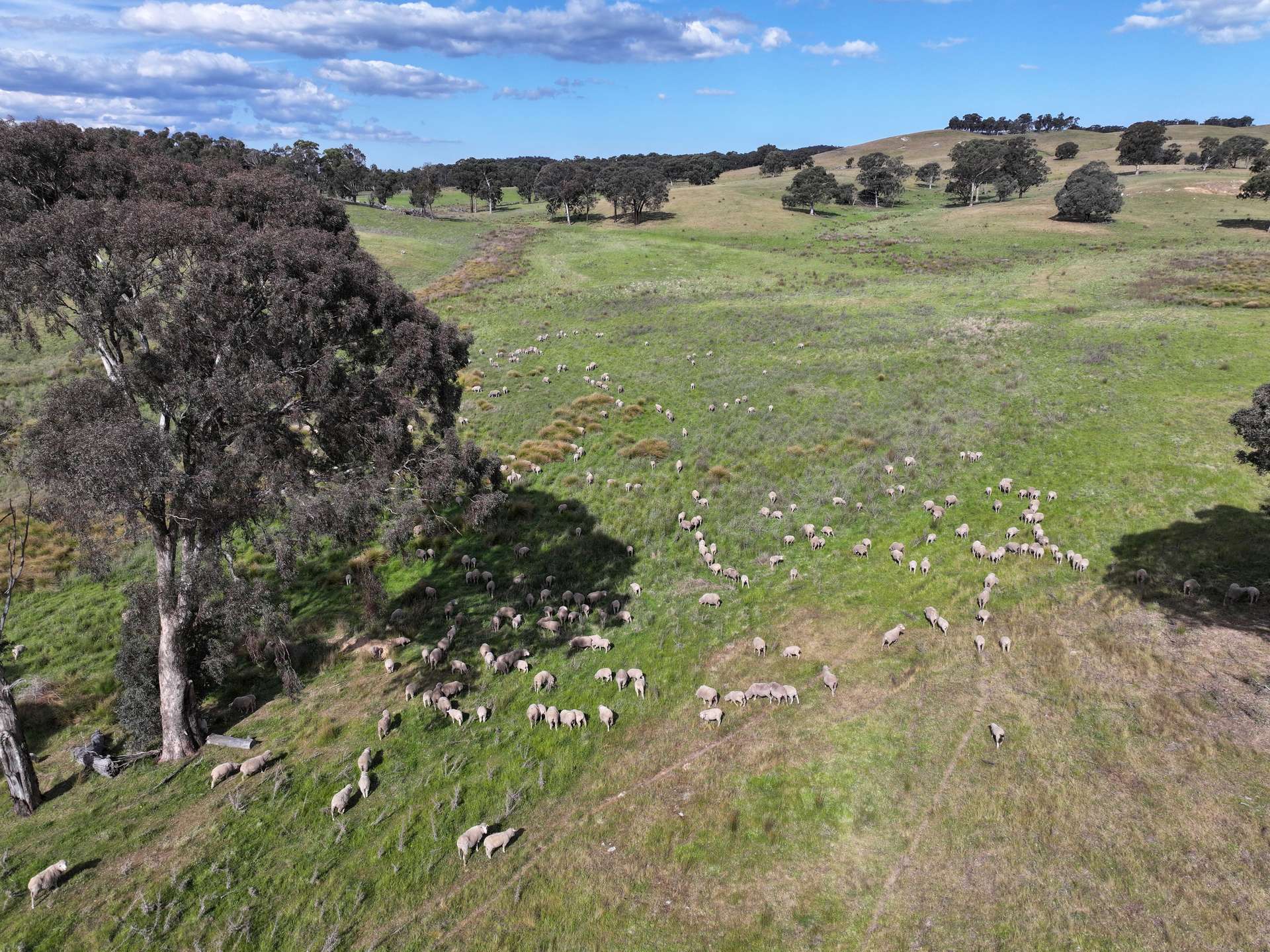 680 Kangaloolah Road, Binda For Sale by Farmbuy.com - image 7