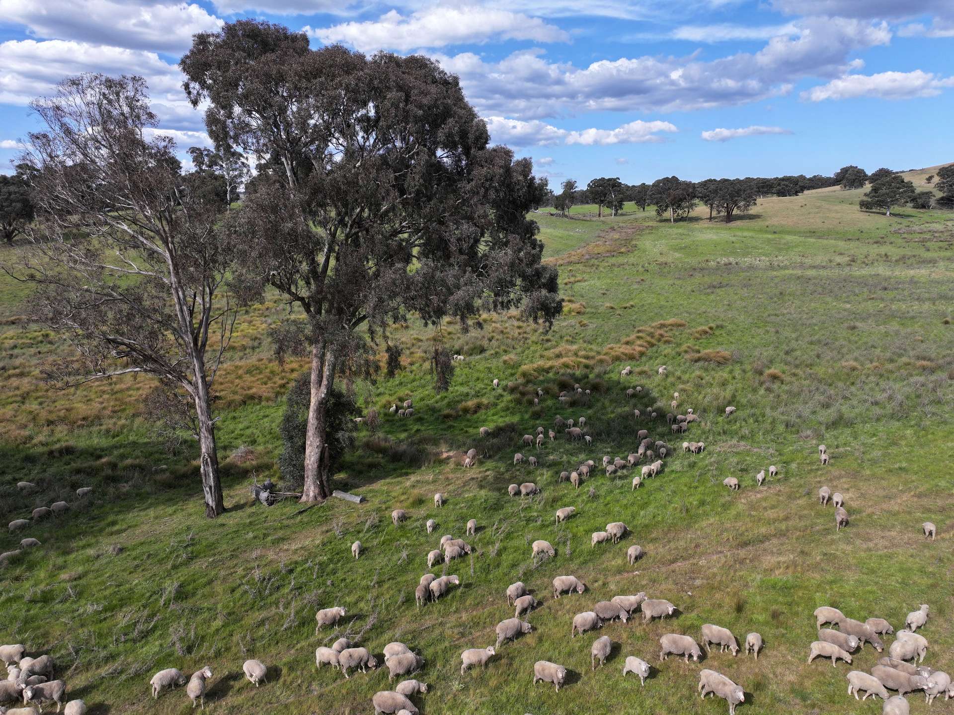 680 Kangaloolah Road, Binda For Sale by Farmbuy.com - image 11
