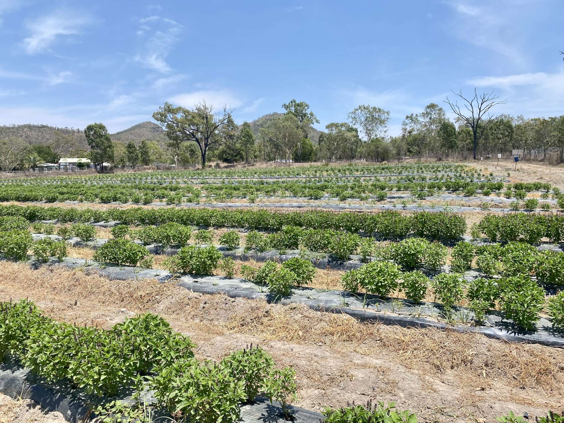 1 Greta Road, Oak Valley For Sale by Farmbuy.com - image 13
