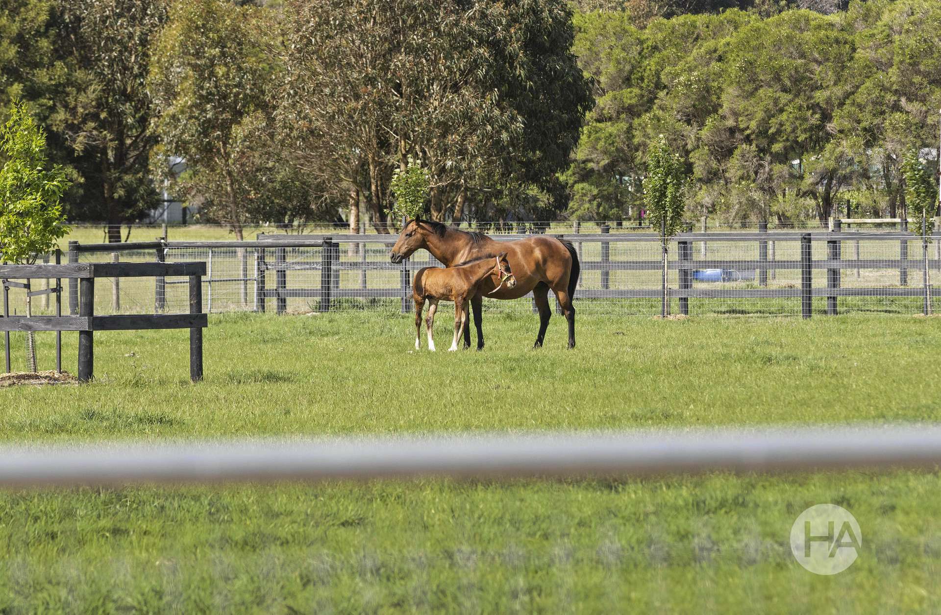 91 Stumpy Gully Road, Balnarring For Sale by Farmbuy.com - image 14