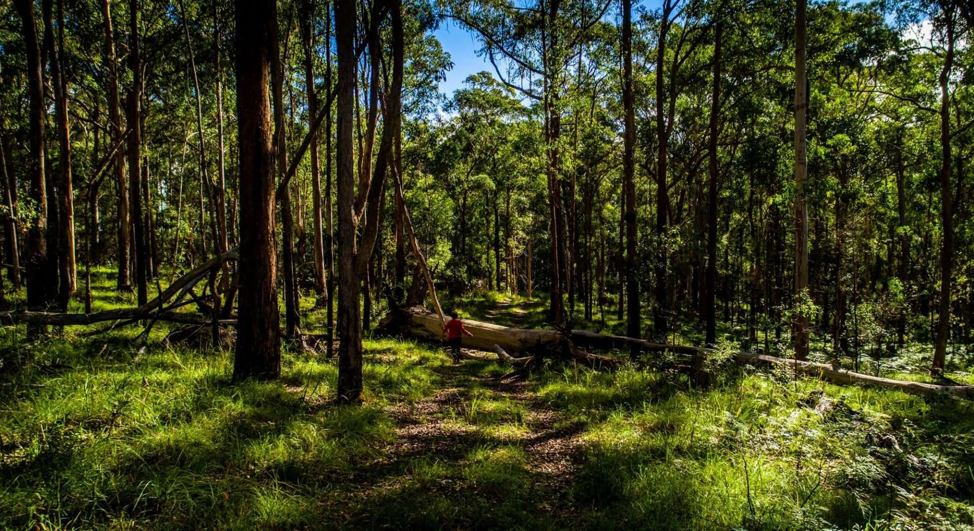 224 Wallaroo Range Road, Willsons Downfall For Sale by Farmbuy.com - image 32