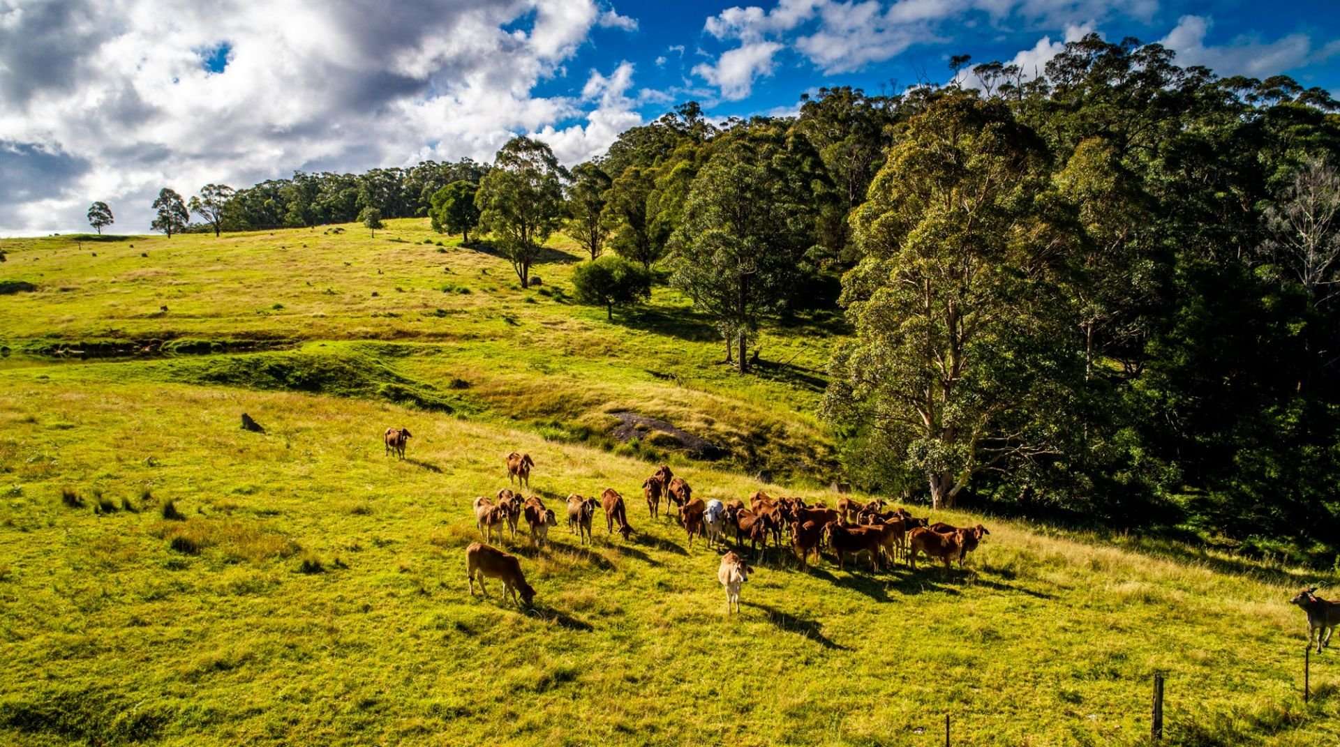 224 Wallaroo Range Road, Willsons Downfall For Sale by Farmbuy.com - image 19