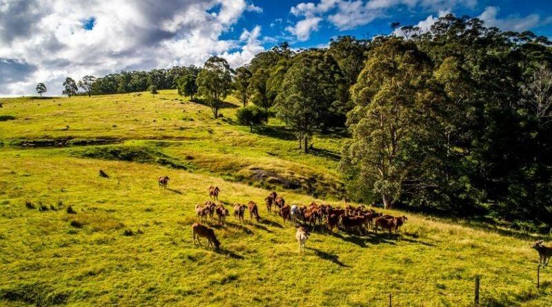 224 Wallaroo Range Road, Willsons Downfall For Sale by Farmbuy.com - image 21