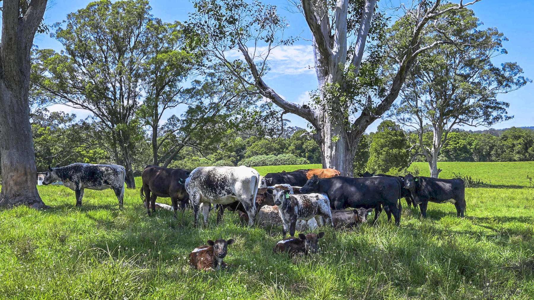 3201 Wallanbah Road, Dyers Crossing For Sale by Farmbuy.com - image 3