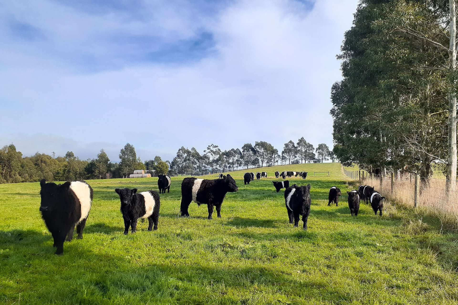 426 Yarragon Leongatha Road, Yarragon For Sale by Farmbuy.com - image 27