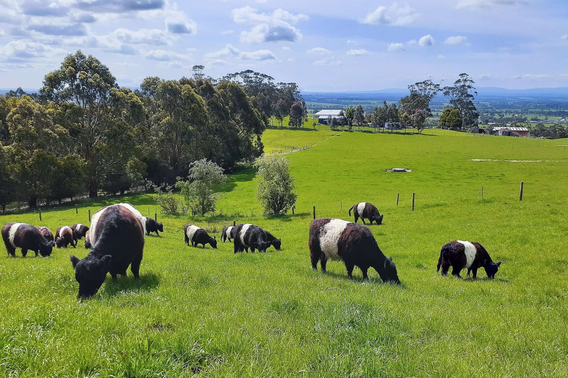 426 Yarragon Leongatha Road, Yarragon For Sale by Farmbuy.com - image 28
