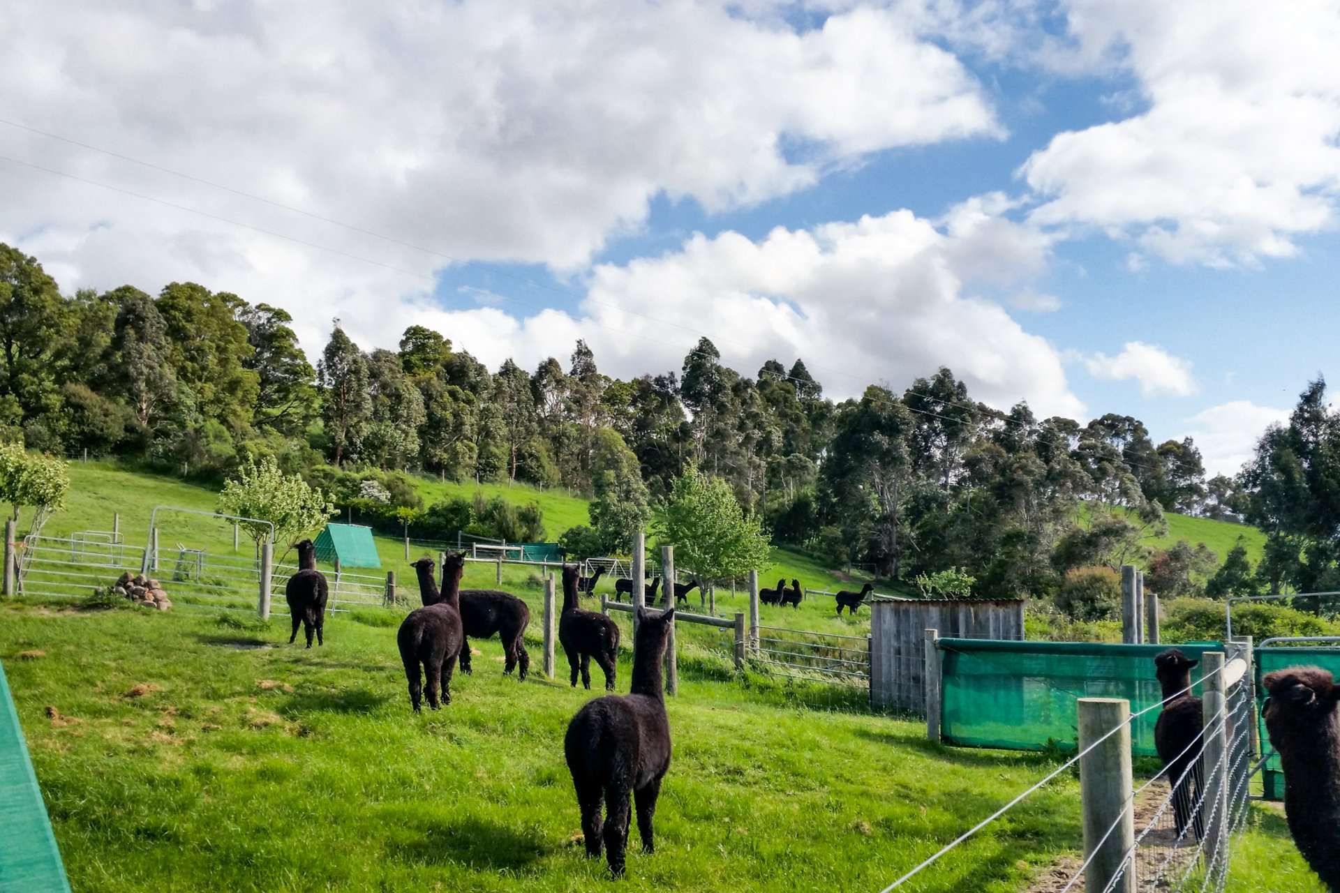 426 Yarragon Leongatha Road, Yarragon For Sale by Farmbuy.com - image 29