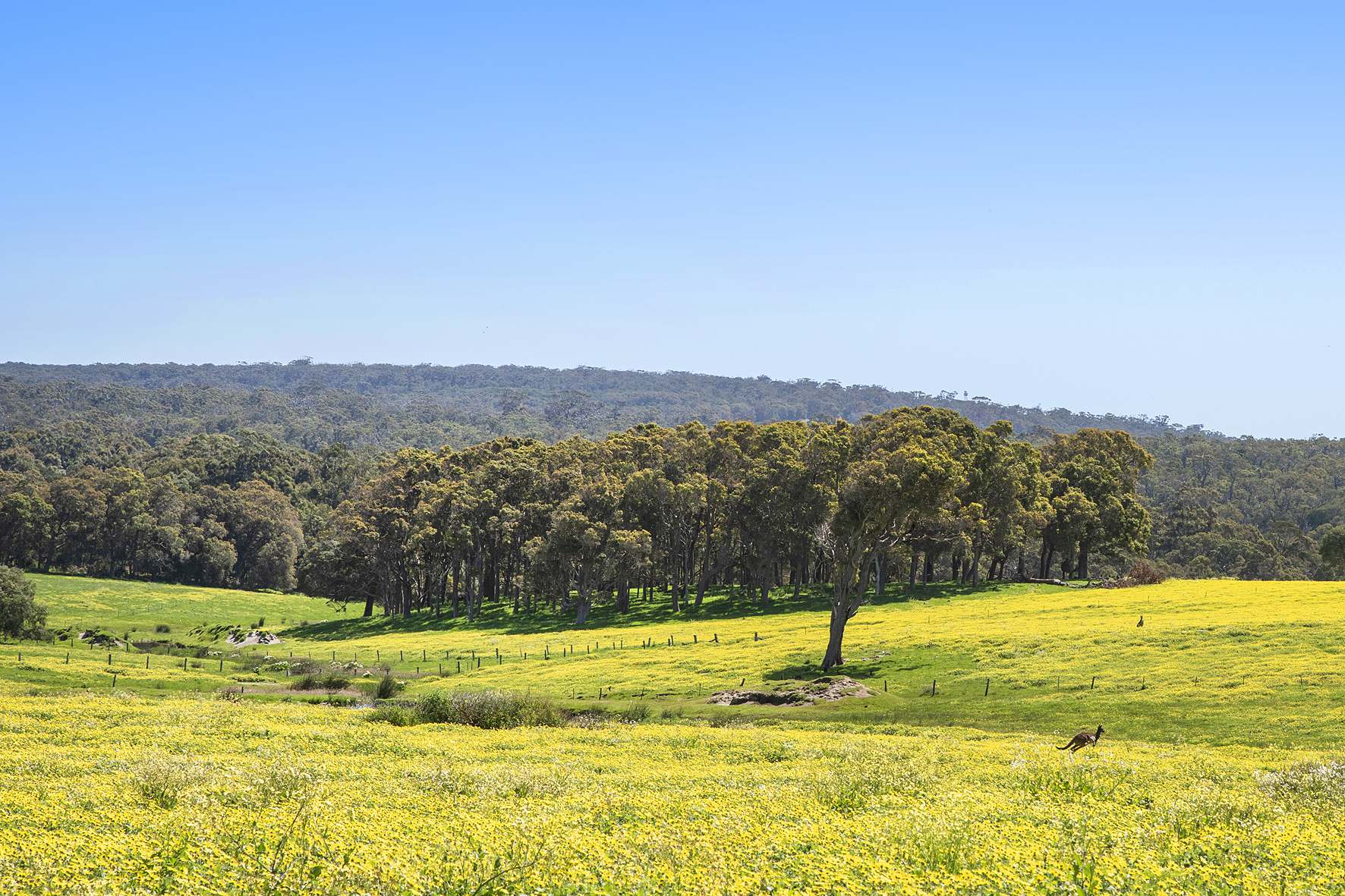 Lot 61 Caves Road, Burnside For Sale by Farmbuy.com - image 6