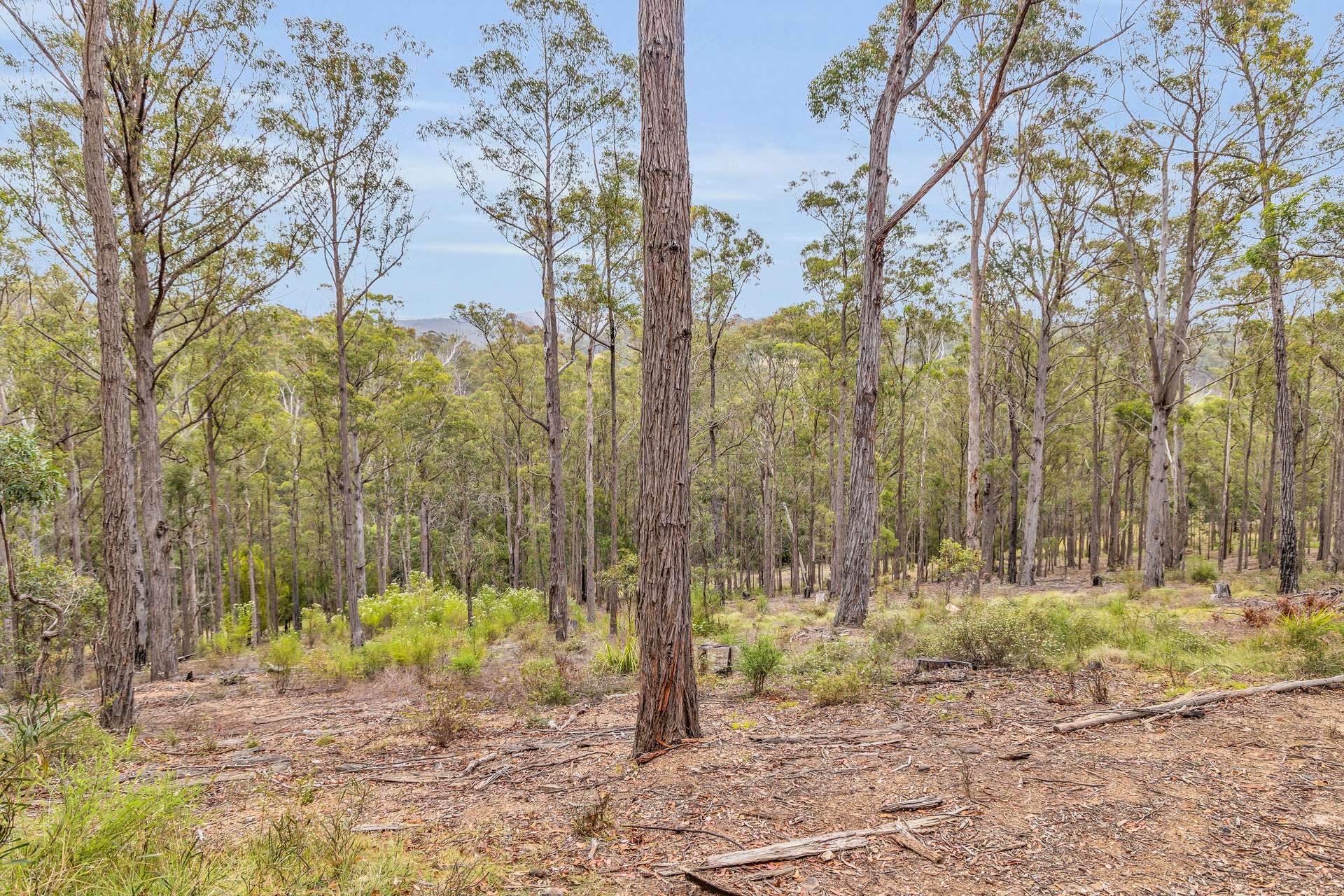 82 Barrabooka North Road, Tanja For Sale by Farmbuy.com - image 3