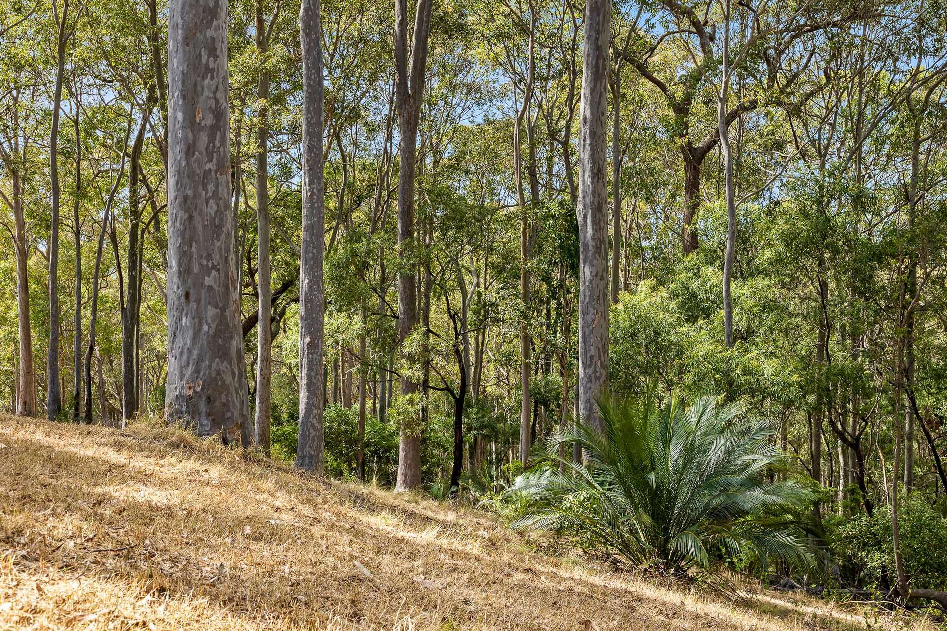 Lot 50,  Woodlands Drive, Narooma For Sale by Farmbuy.com - image 12