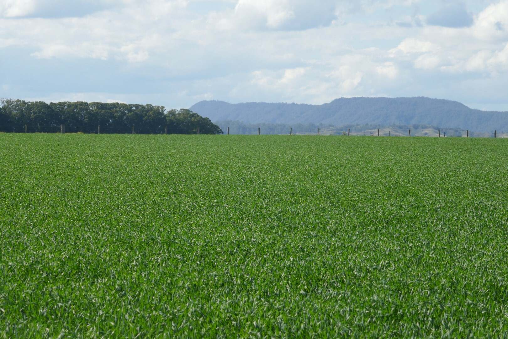 150 Fairy Hill Station Rd, Casino Sold by Farmbuy.com - image 16