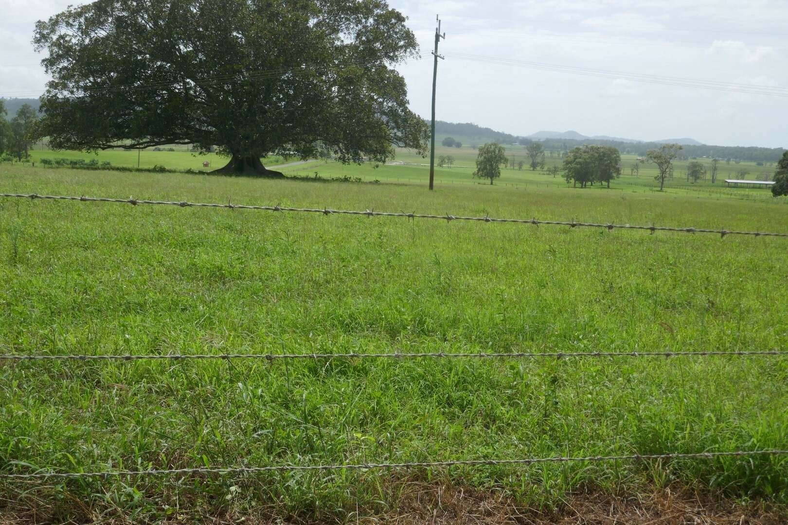 150 Fairy Hill Station Rd, Casino Sold by Farmbuy.com - image 22