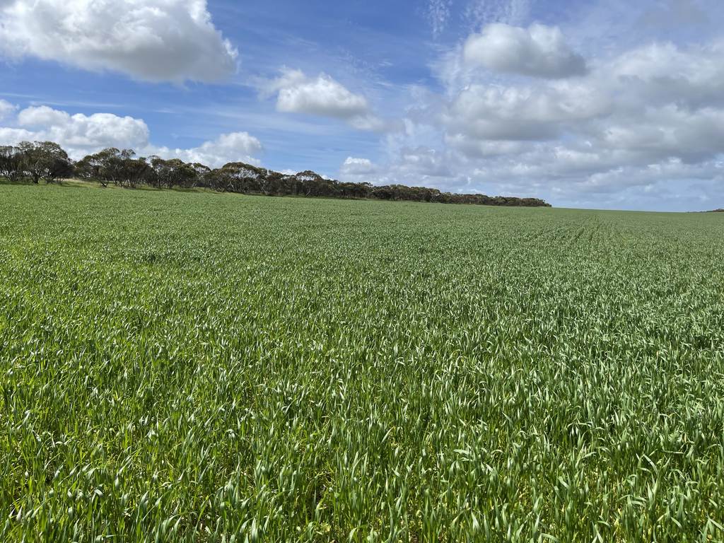 Lot&sol;41 Skinner Road, Warramboo SA 5650