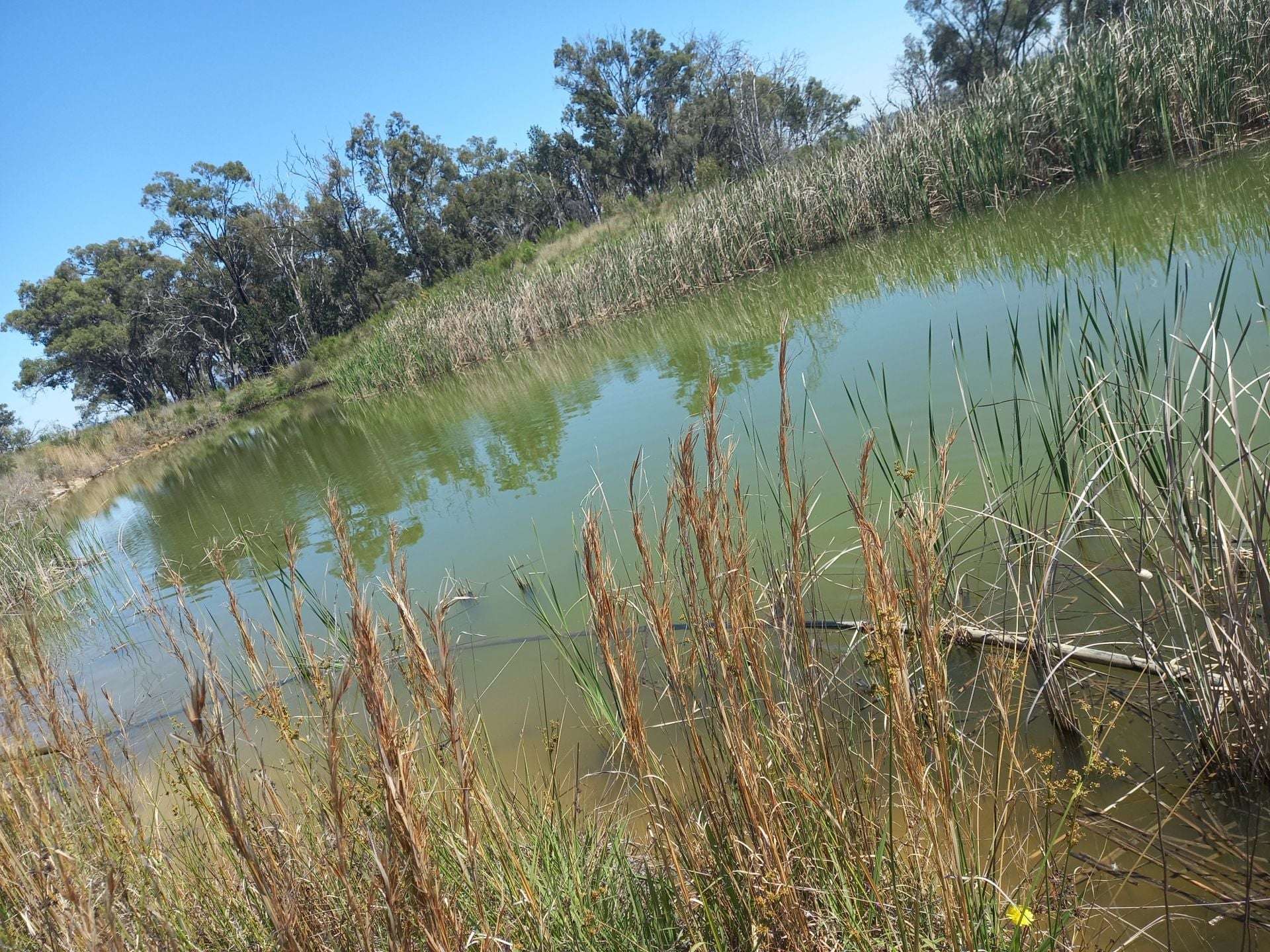 325 Toorawandi Road, Ulamambri For Sale by Farmbuy.com - image 3