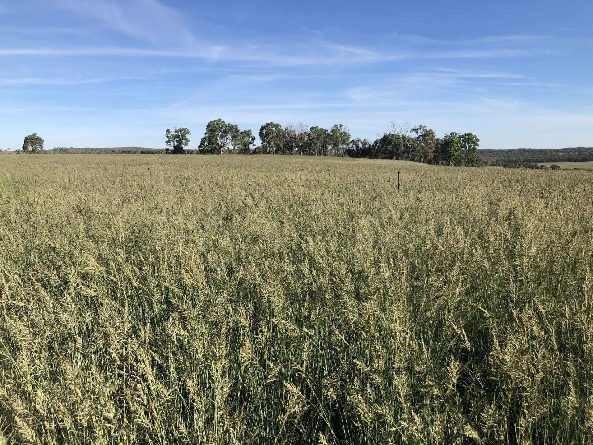 325 Toorawandi Road, Ulamambri For Sale by Farmbuy.com - image 24