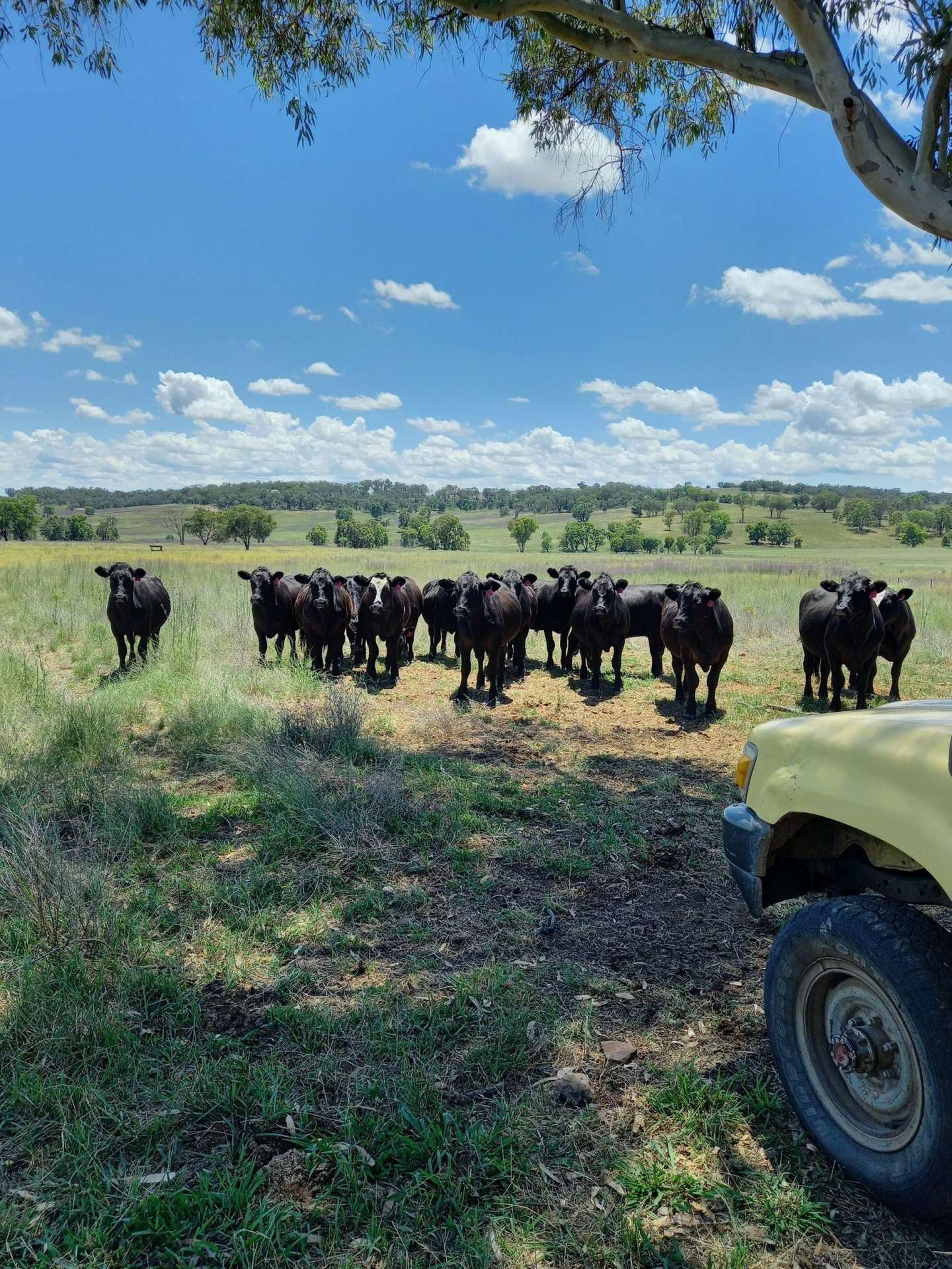 325 Toorawandi Road, Ulamambri For Sale by Farmbuy.com - image 1