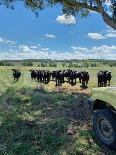 325 Toorawandi Road, Ulamambri NSW 2357