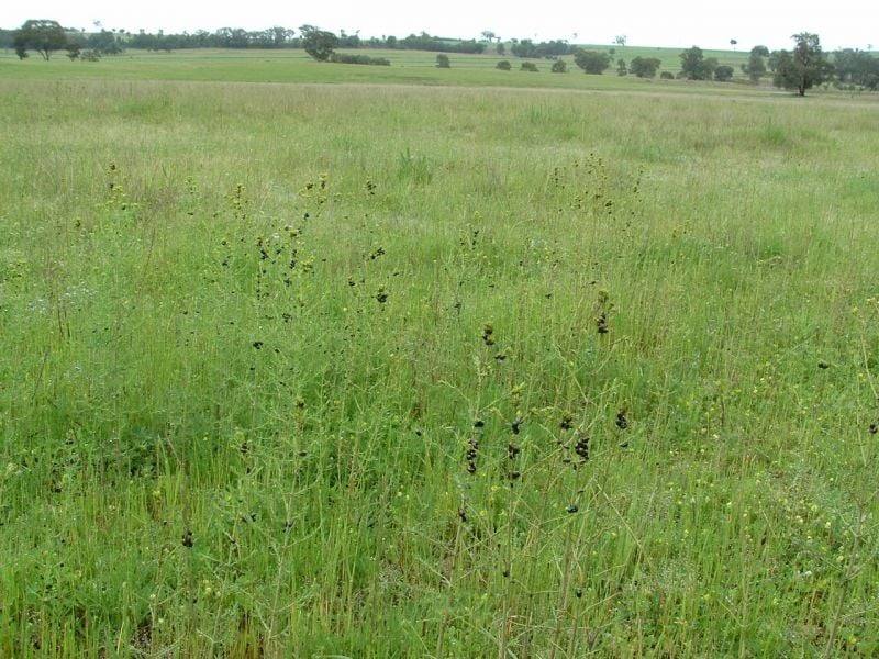 325 Toorawandi Road, Ulamambri For Sale by Farmbuy.com - image 9