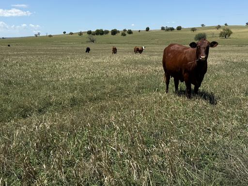 Farm Sold - NSW - Yeoval - 2868 - Central West Mixed Farming 