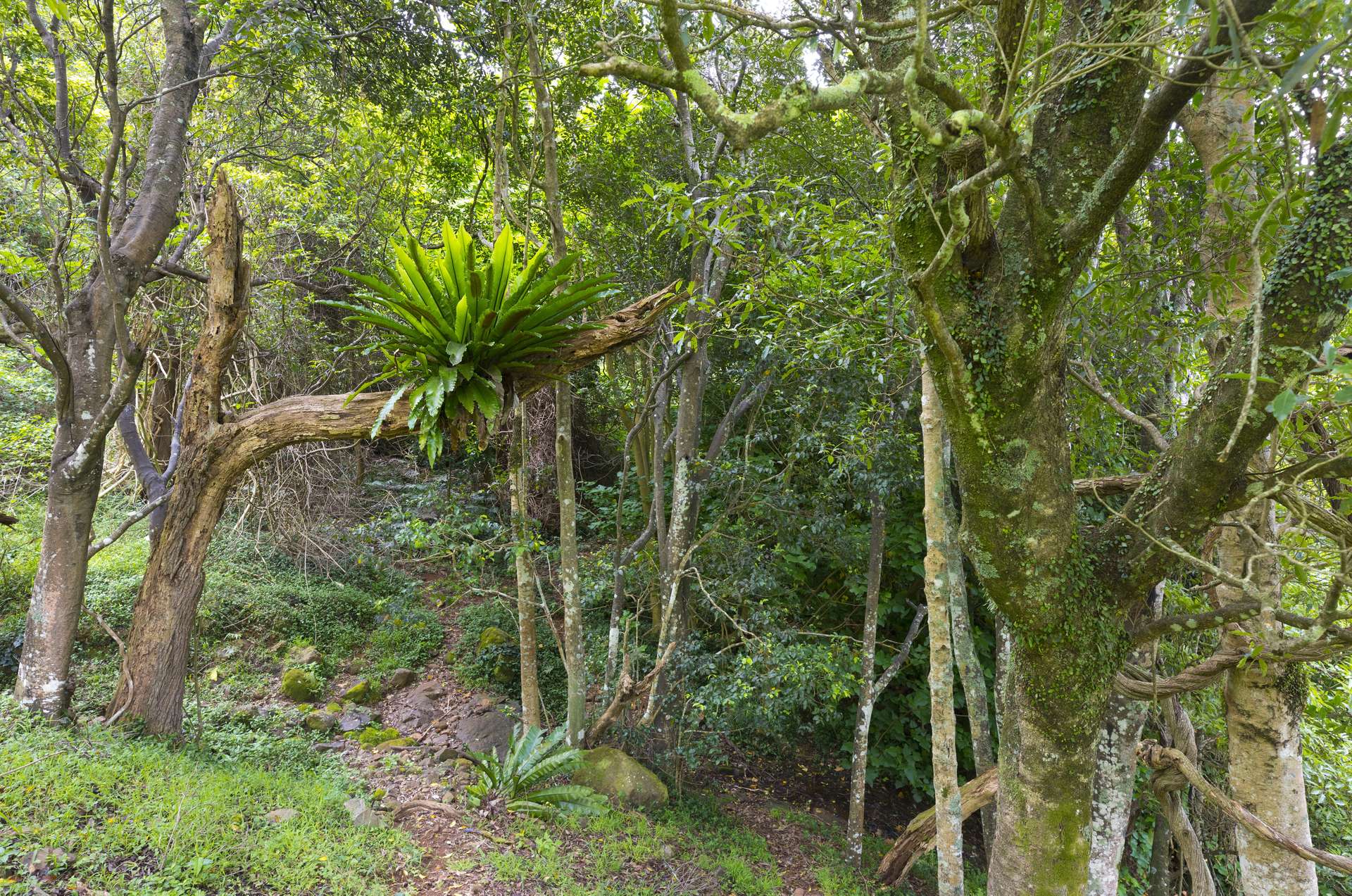 'DJAWULA' Lot 2022 Wilsons Road, Saddleback Mountain For Sale by Farmbuy.com - image 13