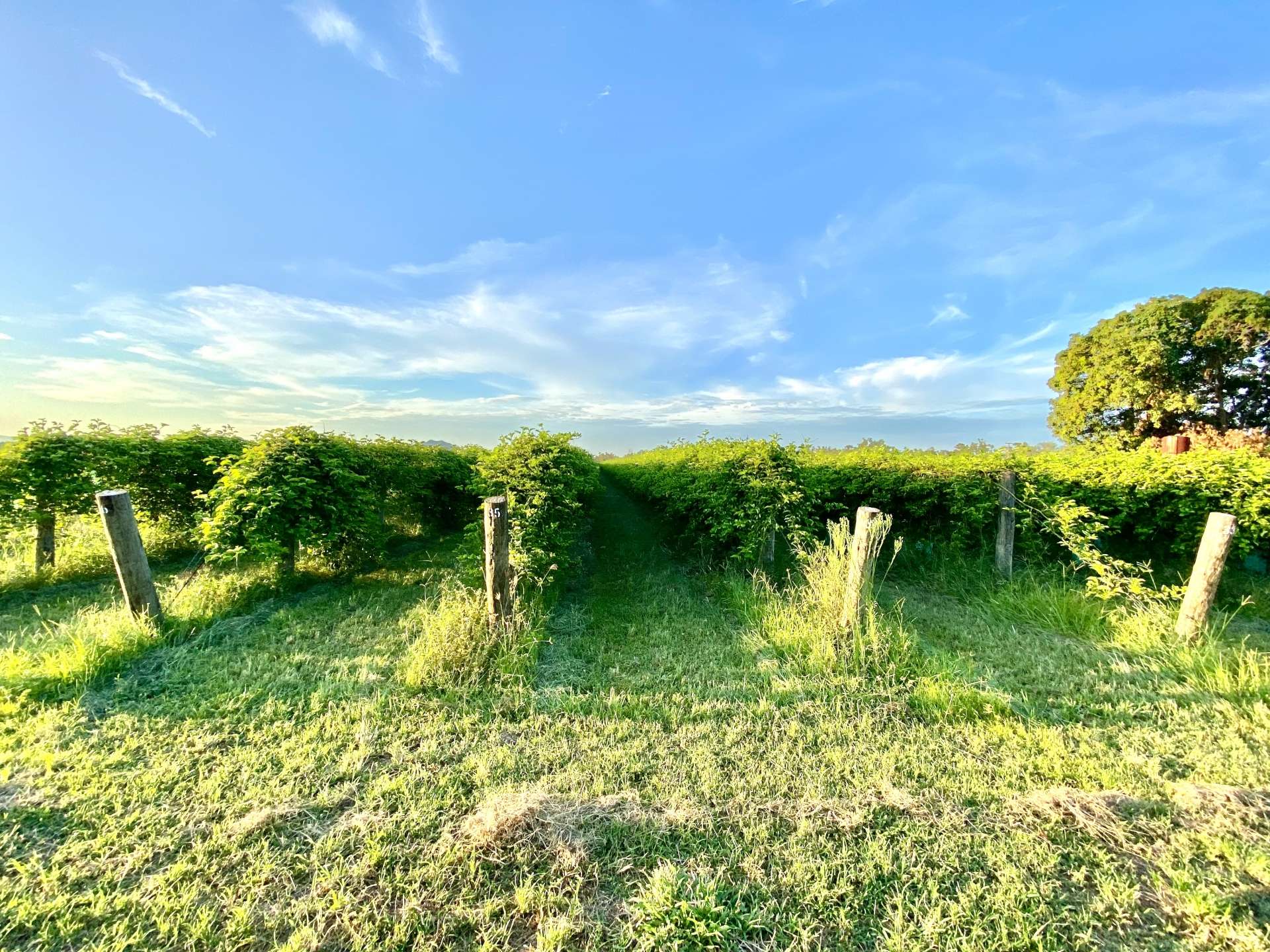 5806 Ayr Dalbeg  Road, Millaroo For Sale by Farmbuy.com - image 10