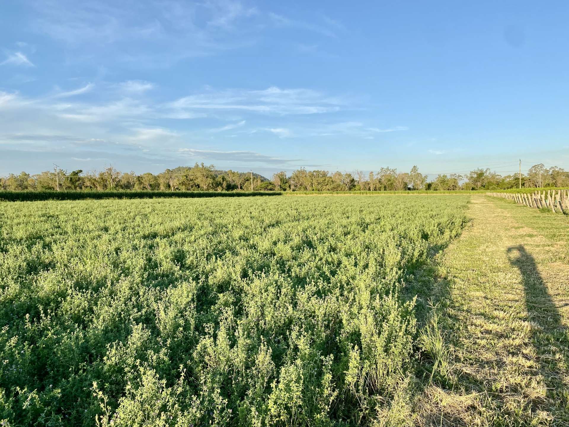 5806 Ayr Dalbeg  Road, Millaroo For Sale by Farmbuy.com - image 9