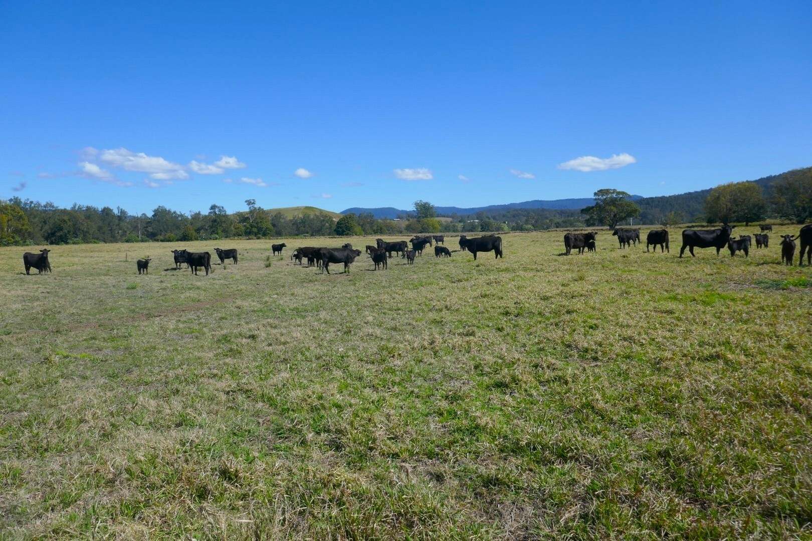 1100 Iron Pot Creek & Ghinni Ghi Roads, Kyogle For Sale by Farmbuy.com - image 4