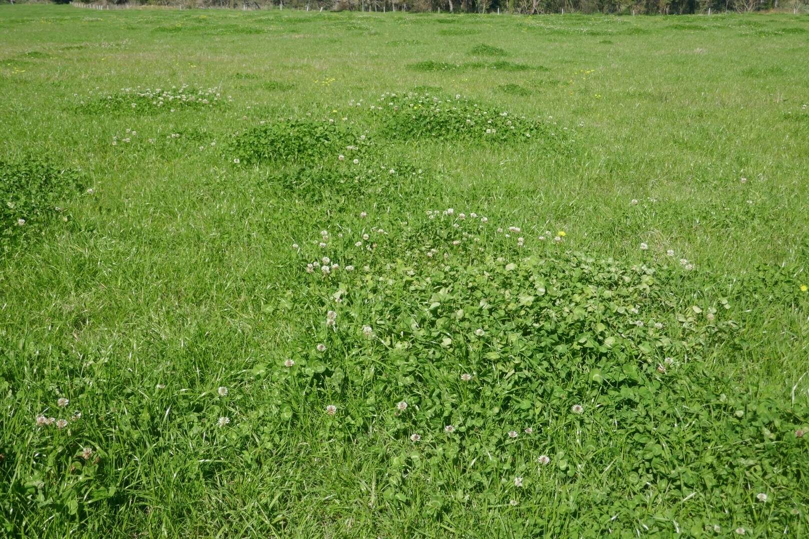 1100 Iron Pot Creek & Ghinni Ghi Roads, Kyogle For Sale by Farmbuy.com - image 10