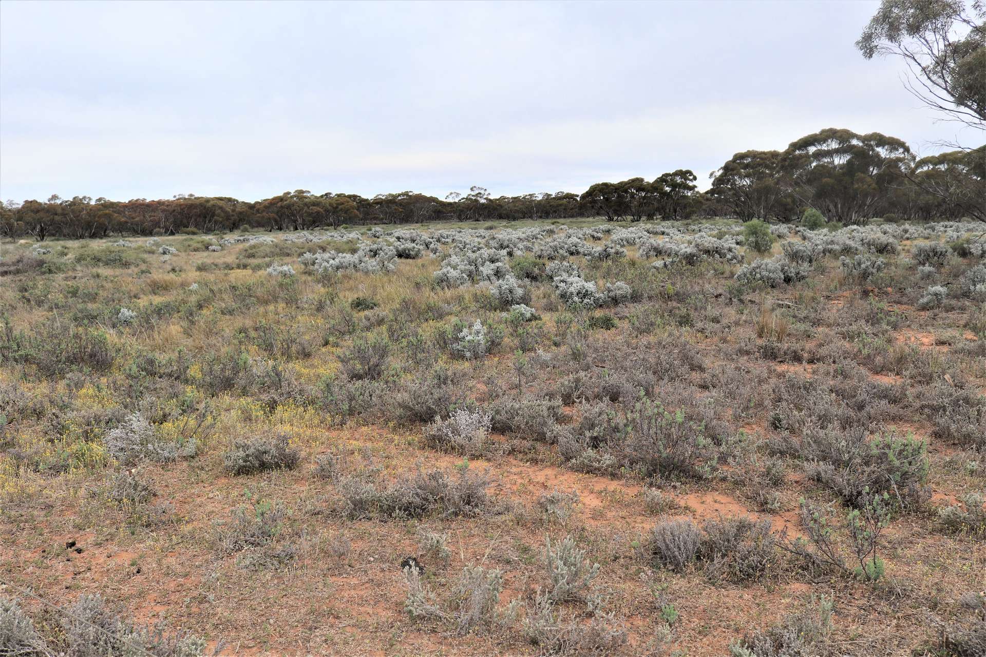 'Mundonah' 2301 Arumpo Road, Mallee Sold by Farmbuy.com - image 1