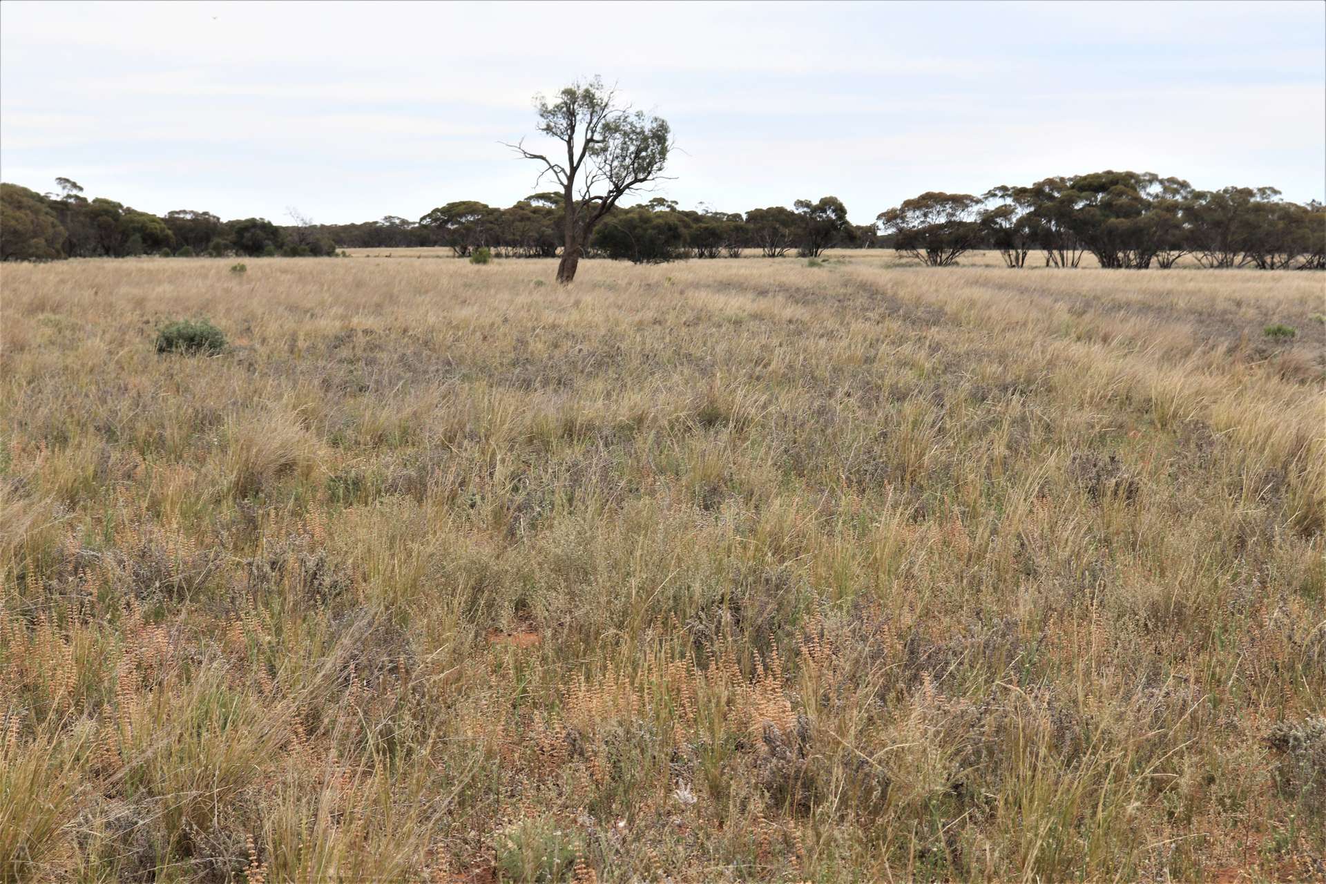 'Mundonah' 2301 Arumpo Road, Mallee Sold by Farmbuy.com - image 12