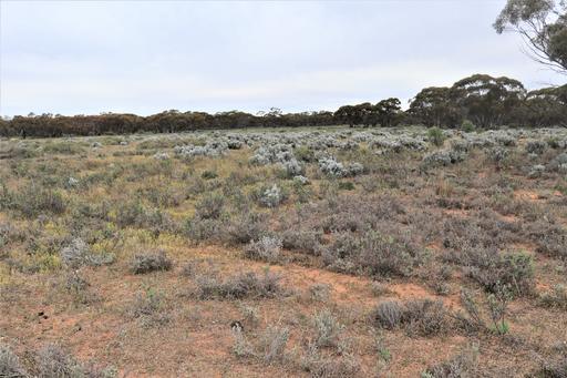 Farm Sold - NSW - Mallee - 2738 - Land Bank Opportunity - Offset for Irrigation & Dry Land Clearing Developments, Livestock Grazing 