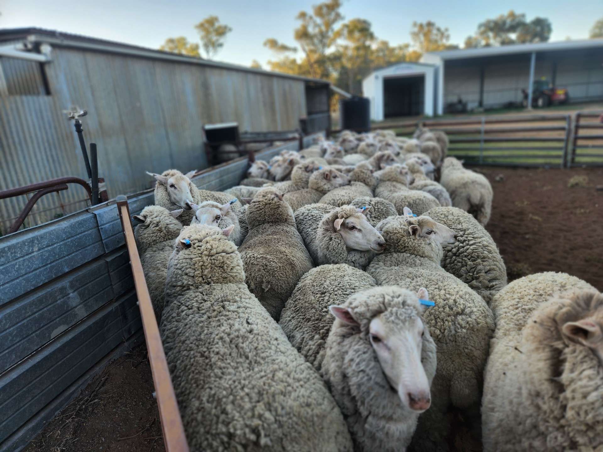 72 Boorr Hill Road, Parkes For Sale by Farmbuy.com - image 11