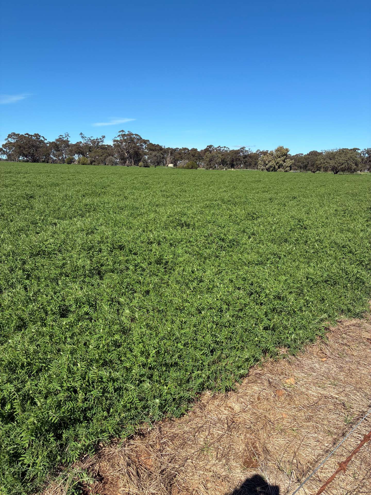25 Trewicks Road, Elmore For Sale by Farmbuy.com - image 7