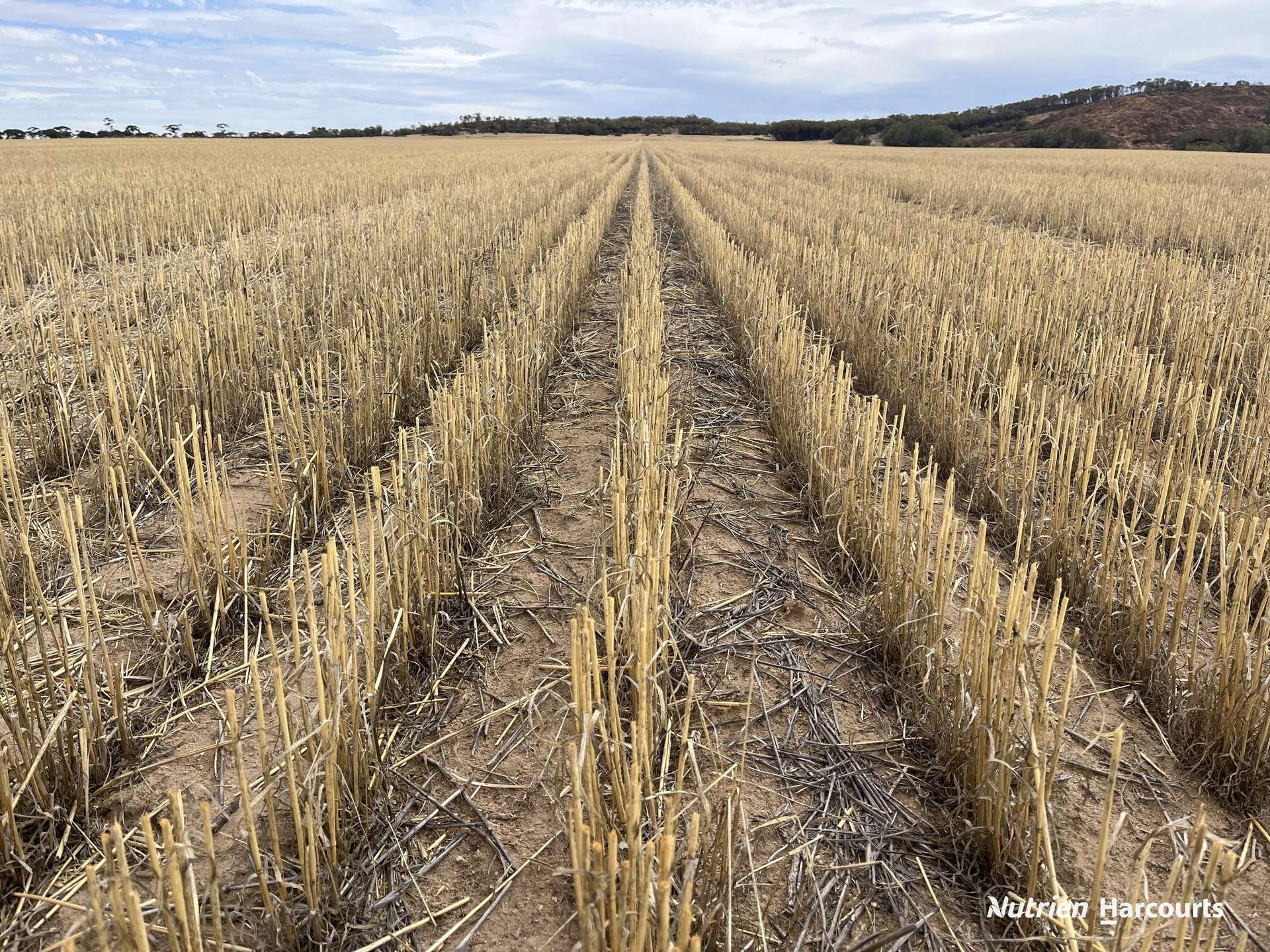 . 'Woodleigh', Nungarin Sold by Farmbuy.com - image 8