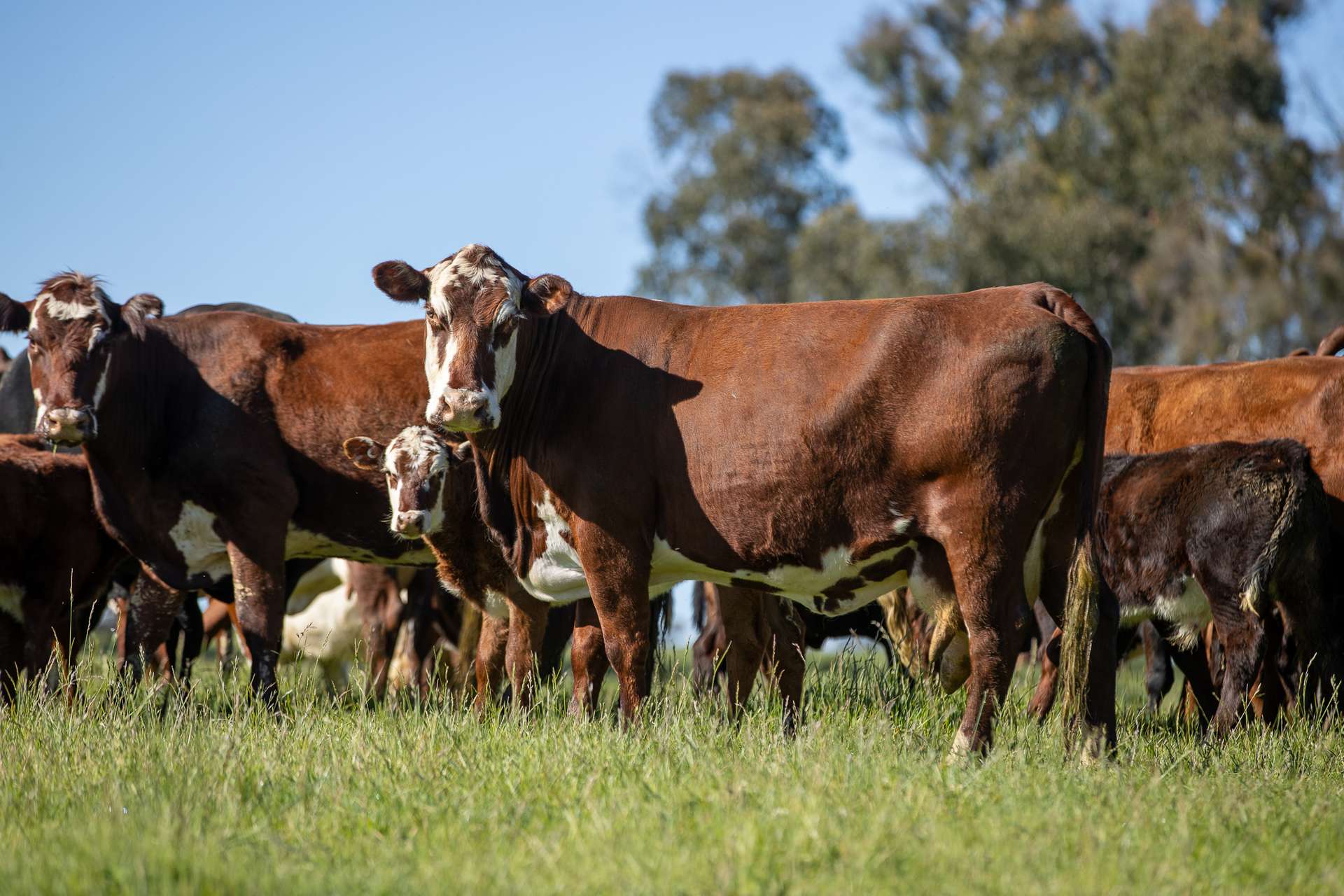 2531 Niangala Road, Walcha Sold by Farmbuy.com - image 4